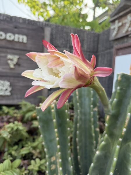 柱サボテンの花