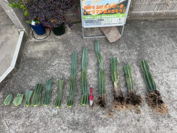 胴切り後の柱サボテン