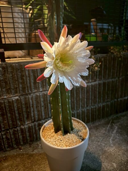 柱サボテンの花