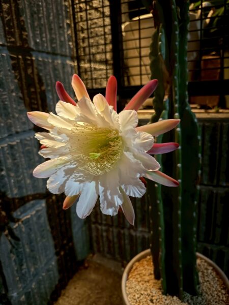 柱サボテンの花