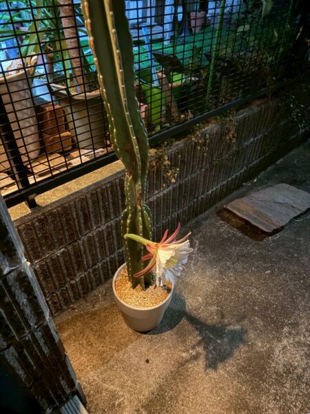 柱サボテンの花