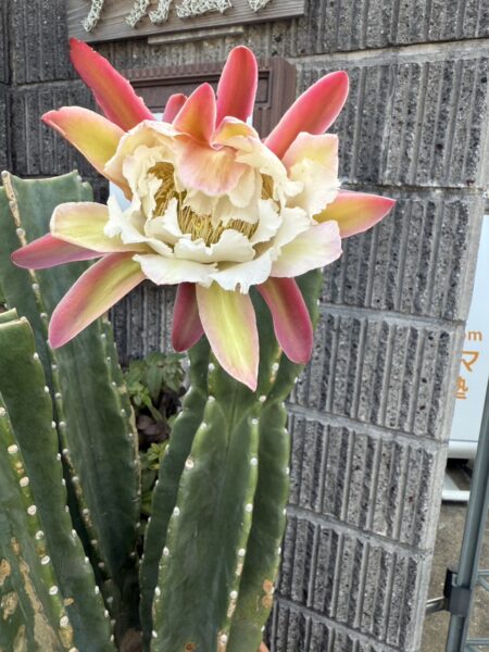 柱サボテンの花