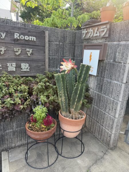 柱サボテンの花