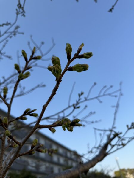 桜のつぼみの写真